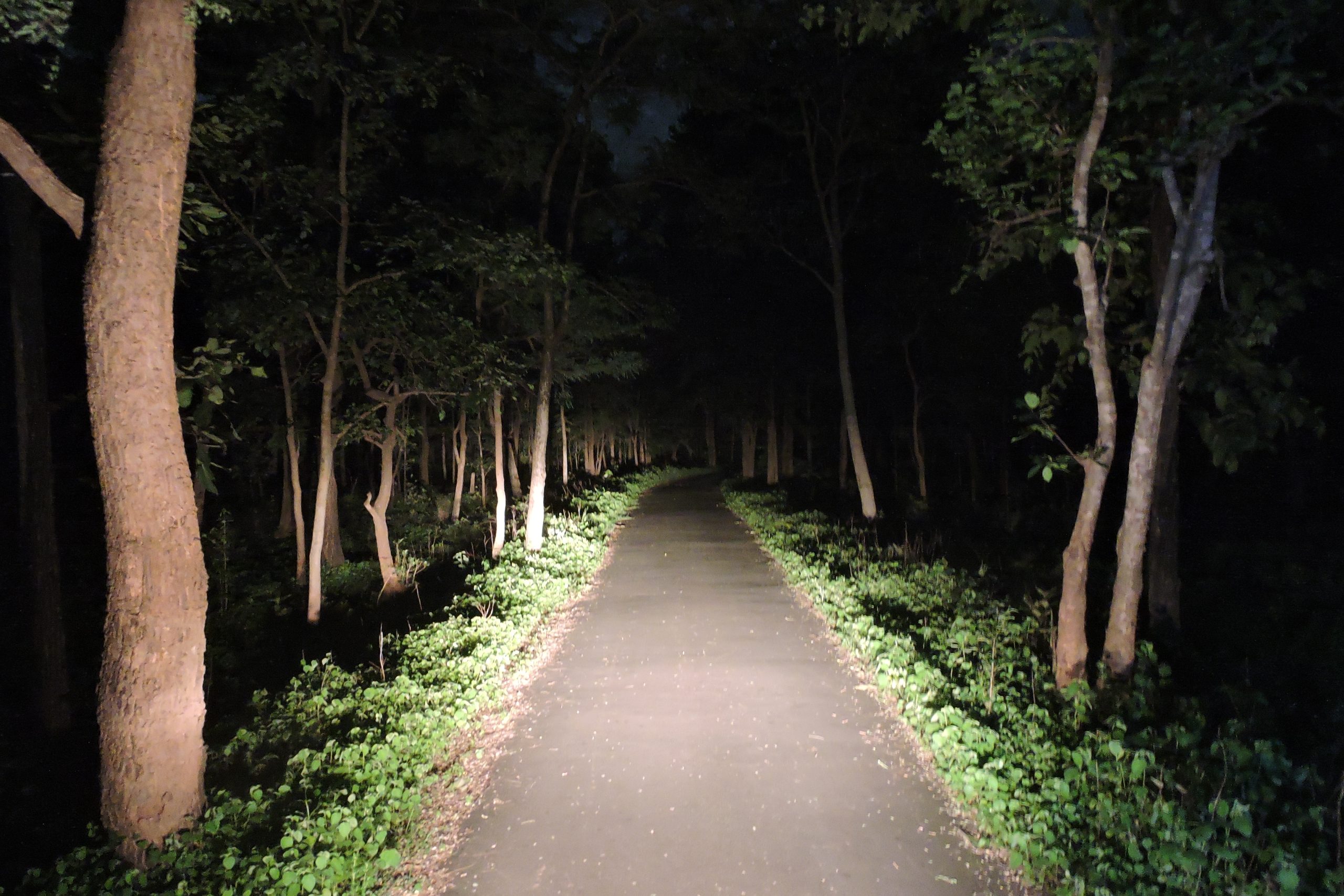 DSCN8521